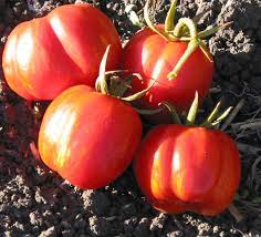 Striped Cavern Tomato Vegetable Seeds for Planting - 100 pcs