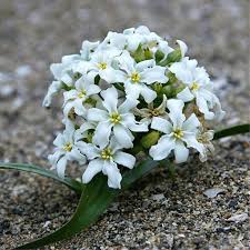 Hvide Leucocoryne blomsterfrø til udplantning, 100 stk