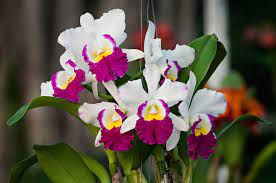 Cattleya Multicolor Orchid Seeds for Planting – Heirloom, Non-GMO Exotic Flower Seeds