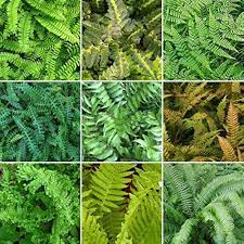 Fern Mixed Colour Plant Seeds for Planting 100 pcs