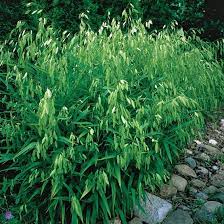 Chasmanthium Latifolium Seeds – Northern Sea Oats, Native Ornamental Grass Seeds for Planting in Gardens and Landscapes