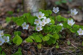 Oxalis Acetosella Blomsterfrø til udplantning - 100 stk