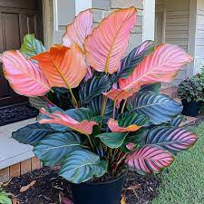 Calathea 'Medallion Flower Seeds for Planting - Heirloom & Non-GMO Seeds