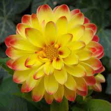 Red Yellow Dahlia Flower Seeds for Planting - 100 pcs