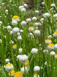 Winged Everlasting (Ammobium alatum) Flower Seeds for Planting – Papery Blooms for Dried Floral Use, Non-GMO