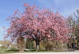 Japanese Flowering Cherry (Prunus serrulata) Fruit Seeds for Planting – Pink Variety for Vibrant Harvest