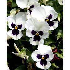 Purple Cream Pansy Flower Seeds for Planting - 100 pcs