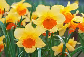 Yellow Orange Daffodil Flower Seeds for Planting - 100 pcs