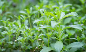 Stevia Plantefrø til sødemiddel og havebrug 100 stk