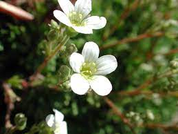Saxifraga Cebennensis Seeds – Rare Alpine Rockery Plant Seeds for Gardening, Cold Hardy and Non-GMO