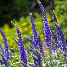 blue organic flower seeds