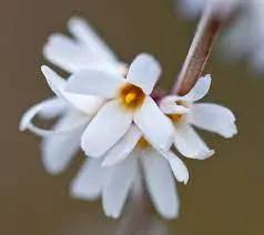 white forsythia flower seeds