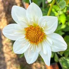white collarette flower seeds