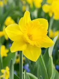 yellow narcissus flower seeds