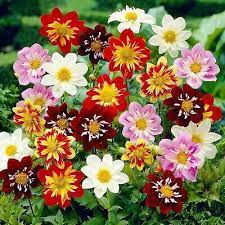 collarette dahlias flower seeds