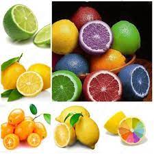 Multi-Colour  Lemon Fruit Seeds for Planting - Heirloom & Non-GMO Seeds