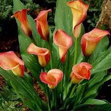 Peach Calla Flower Seeds for Planting 100 pcs