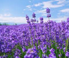 Violet Provence Lavendel Blomsterfrø til Plantning 100 stk