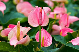 Rose Pink Anthurium Flerårige blomsterfrø til plantning 100 stk