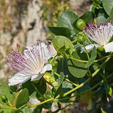 Capparis blomsterfrø til plantning - 100 stk