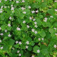 Hvide Claytonia Sibirica blomsterfrø til plantning - 100 stk