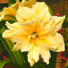 Light Yellow Amaryllis Flower Seeds for Planting 100 pcs