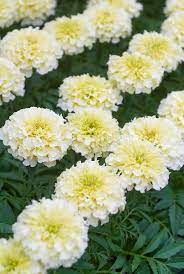 Cream Marigold Flower Seeds for Planting - 100 pcs