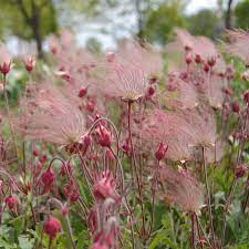 Prairie Flower Seeds for Planting – Heirloom, Non-GMO Wildflower Mix for Pollinator-Friendly Gardens