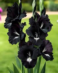 Black Gladiolus Flower Seeds for Planting - 100 pcs