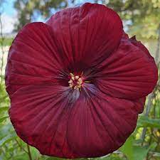 Maroon Hibiscus Blomsterfrø - 100 stk