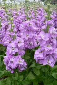 Purple Mini Matthiola Flower Seeds for Planting - 100 pcs