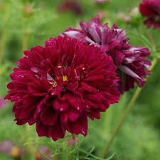 Cosmos Double Click Cranberries Flower Seeds for Planting – Vibrant, Heirloom Garden Blooms