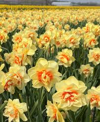 Daffodil Flower Seeds Light Yellow for Planting, 100 pcs