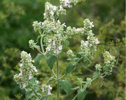 Lemon Catnip (Nepeta citriodora) Herb Seeds for Planting-Heirloom & Non-GMO Seeds for planting