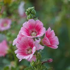 Baby Pink Hollyhock Flower Planting Seeds for Garden 100 pcs