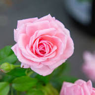 Pink New Dawn Climbing Rose Seeds for Planting