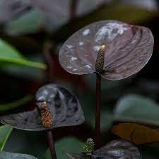 Anthurium ‘Black Queen’ Plant Seeds - Heirloom, Non-GMO, High Germination Organic Garden Seeds for Planting
