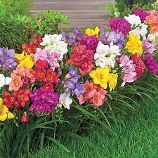 Blandede farve freesia blomsterfrø til plantning 100 stk