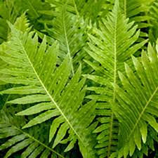 Light Green Fern Plant Seeds for Planting - 100 pcs