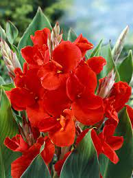 Red Canna Lily Flower Seeds for Planting – Heirloom, Non-GMO Seeds, High Germination, Vibrant Garden Blooms