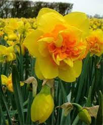 Yellow Red Narcissus Flower Seeds for Planting 100 pcs