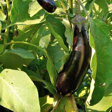 Aubergine eller Aubergine De Barbentane grøntsagsfrø til plantning