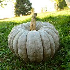 Jarrahdale Pumpkin Seeds for Planting