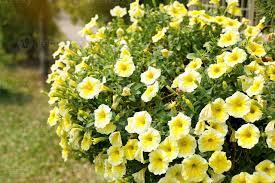 Yellow Mix Petunia Perennial Flower Seeds for Planting 100 pcs