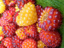 Organic Salmonberry Fruit Seeds for Planting- A Wild and Unique Berry for Adventurous Gardeners