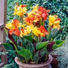 Mixed Colour Canna Flower Seeds for Planting 100 pcs