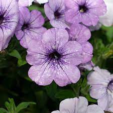 Light Blue Petunia Flower Seeds for Planting – Heirloom, Non-GMO, High Germination Organic Garden Seeds