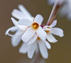 Hvid Forsythia - Abeliophyllum distichum blomsterfrø til plantning - 100 stk.