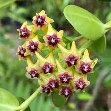 Lime Green Maroon Hoya Carnosa Flower Seeds for Planting - 100 pcs