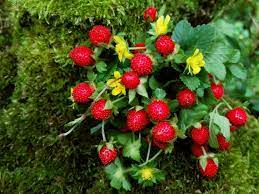 Edible Red MOCK STRAWBERRY Potentilla Indica Duchesnea Fruit Berry Seeds for Planting - Hardy and Decorative Berry Plants